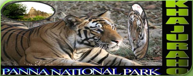 Panna Tiger